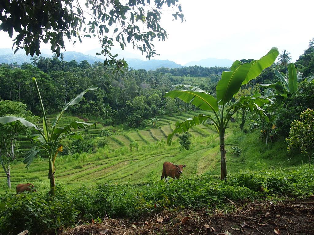 West Bali Villas-Umasari Resort Negara  Eksteriør bilde